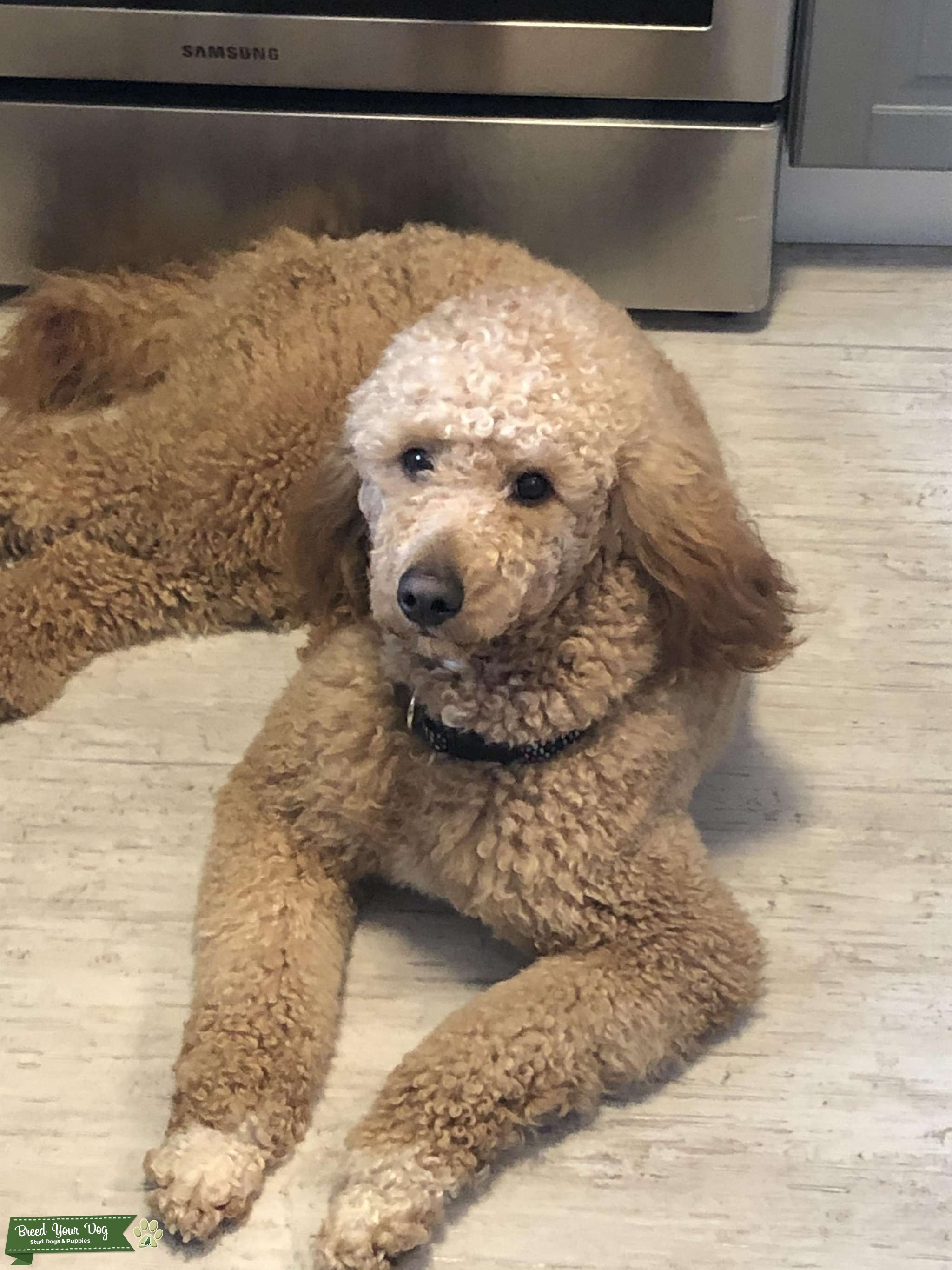 Beautiful Moyen Poodle Stud Dog Alberta Breed Your Dog