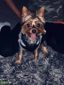 Teacup Yorkie Stud  Listing Image