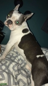 Blue and white brindle boy Listing Image