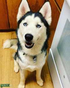 Siberian Husky  Listing Image