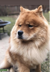 Chow chow for stud Listing Image