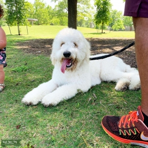 Henry the Goldendoodle Listing Image