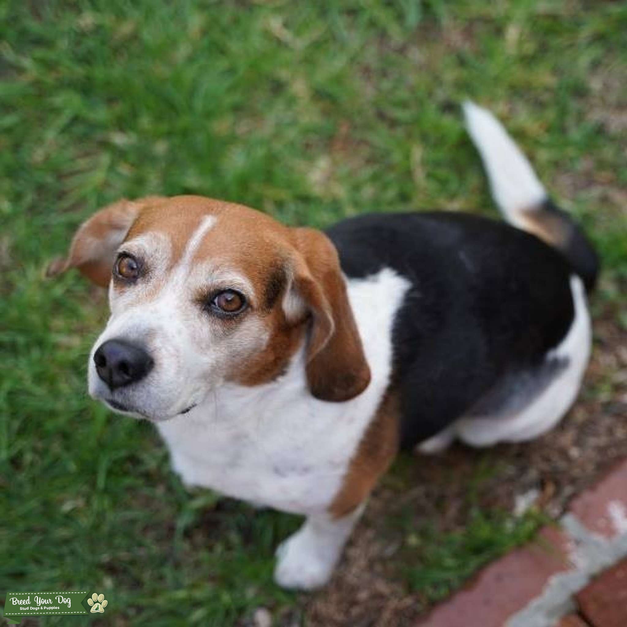 Tri Color Beagle - Stud Dog Los Angeles - Breed Your Dog