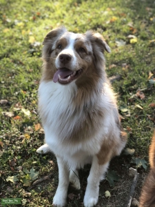 Red Merle Australian Shepard  Listing Image