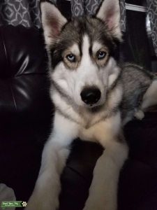 Pure bred Siberian Husky looking for female Listing Image