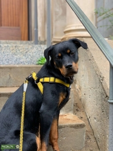 AKC Rottweiler Bitch Listing Image