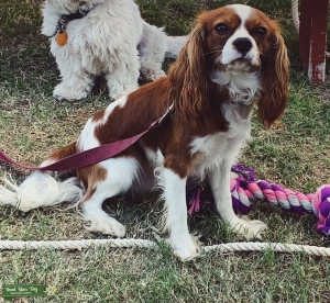 Cavalier King Charles stud  Listing Image
