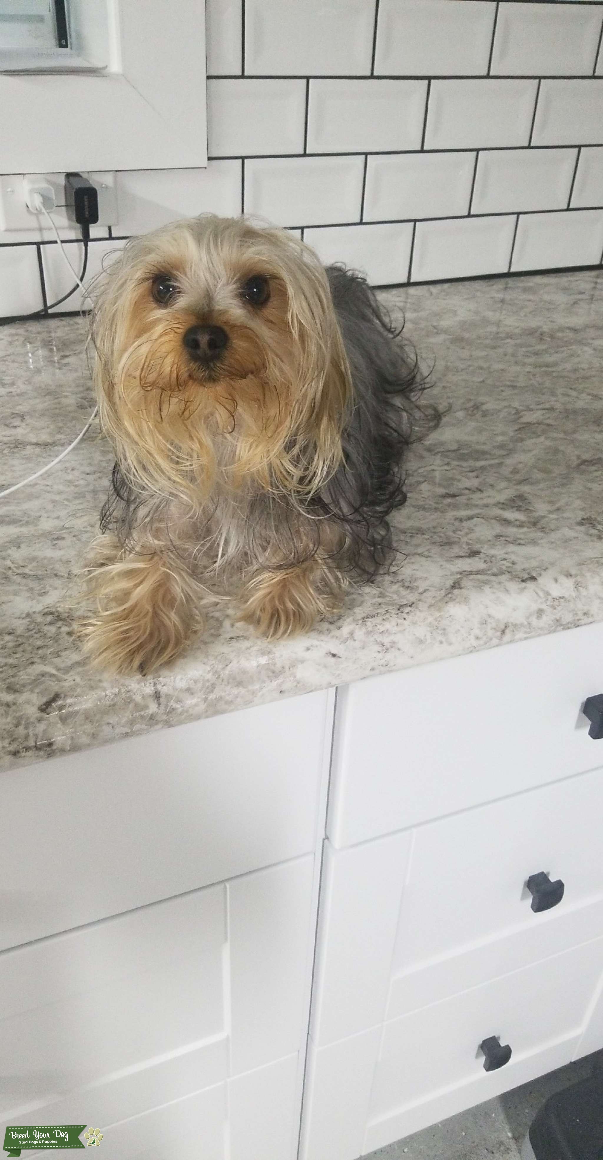 Female Yorkie looking for yorkie Mate Stud Dog in Illinois, the