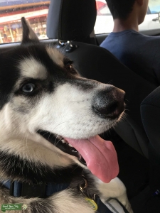 siberian husky  Listing Image