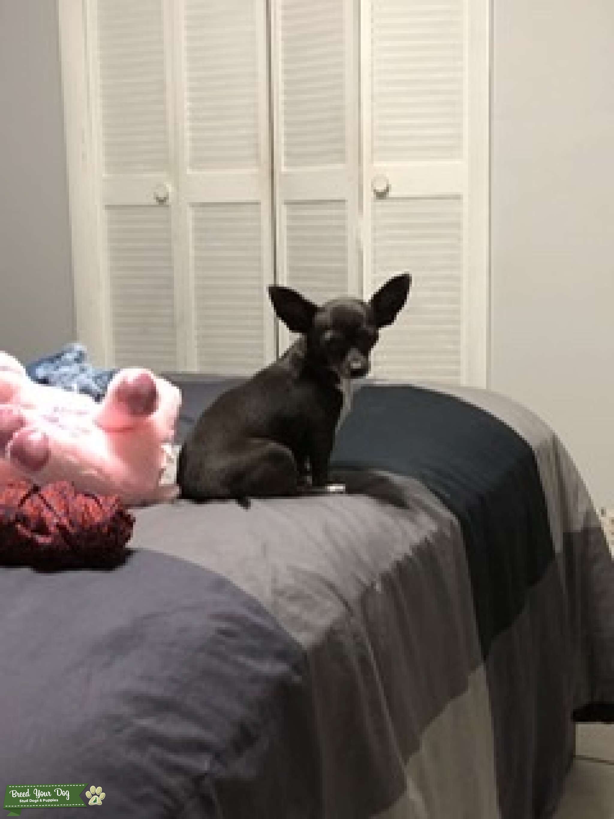 Tea cup Chihuahua Stud Dog in Florida , Mexico Breed Your Dog