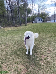 Great Pyrenees Stud Listing Image