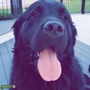 AKC All Black Newfoundland Stud Service  Listing Image