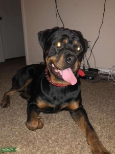 Rottweiler (MALE) looking to Breed  Listing Image