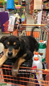 Rottweiler/wolf dog seeking husky Listing Image