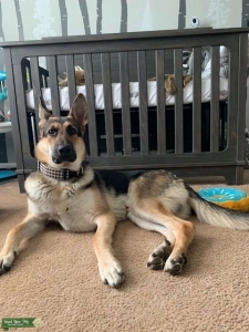 German Shepherd AKC Stud Listing Image