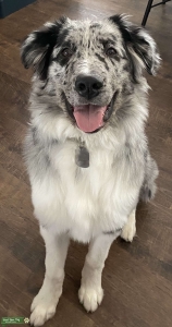 Available Newfoundland mix Stud Listing Image