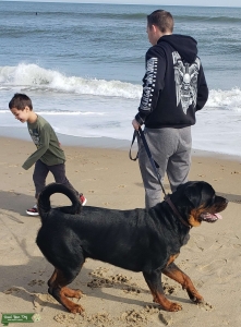 18 mo. Stud Rottweiler, AKC registered w/ full pedigree Listing Image