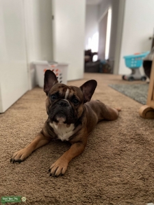 French Bulldog Stud Listing Image