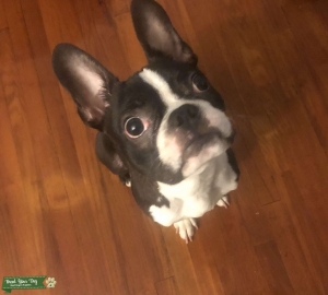 12 month old Boston Terrier Pure breed Listing Image