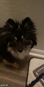 Female Black Pomeranian  Listing Image