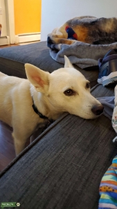 Pomsky Listing Image