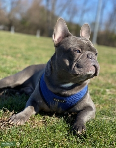 100% Blue French Bulldog Stud Listing Image