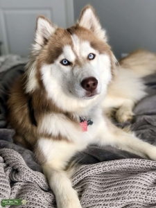 Siberian Husky Male for Stud  Listing Image