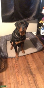 German Rottweiler  Listing Image