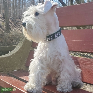 White miniature schnauzer  Listing Image