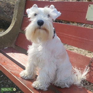 White miniature schnauzer - Stud Dog PA - Breed Your Dog