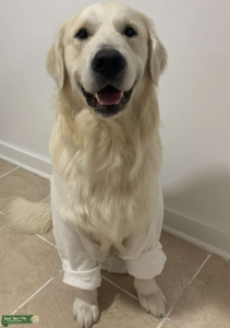 Golden Retriever - Purebred Listing Image
