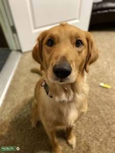 Golden Retriever  Listing Image