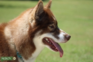 Beautiful Red/ White Siberian Husky Stud Listing Image