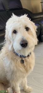 Handsome goldendoodle stud Listing Image