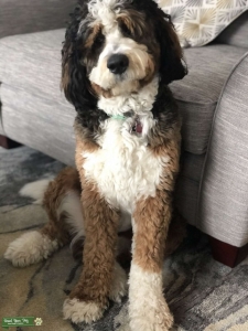 Popular Male Bernedoodle  Listing Image