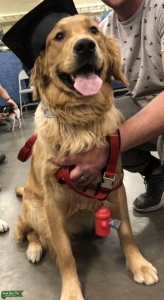  Golden Retriever Stud Listing Image