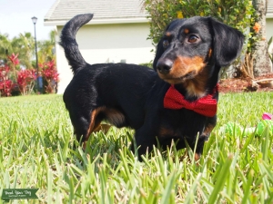 Male mini dachshund, gorgeous mid-length coat and colors Listing Image