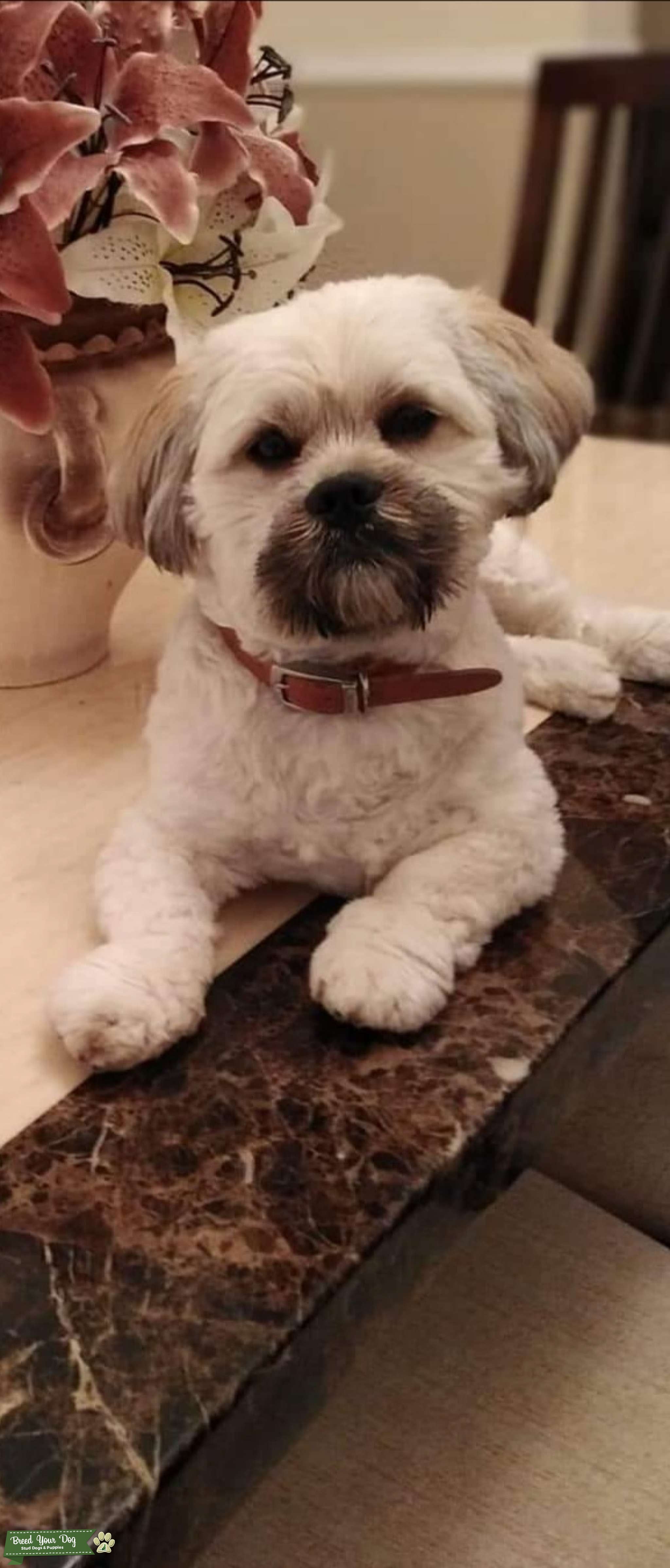 pedigree lhasa apso