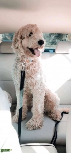 Stud Dog Listing Image