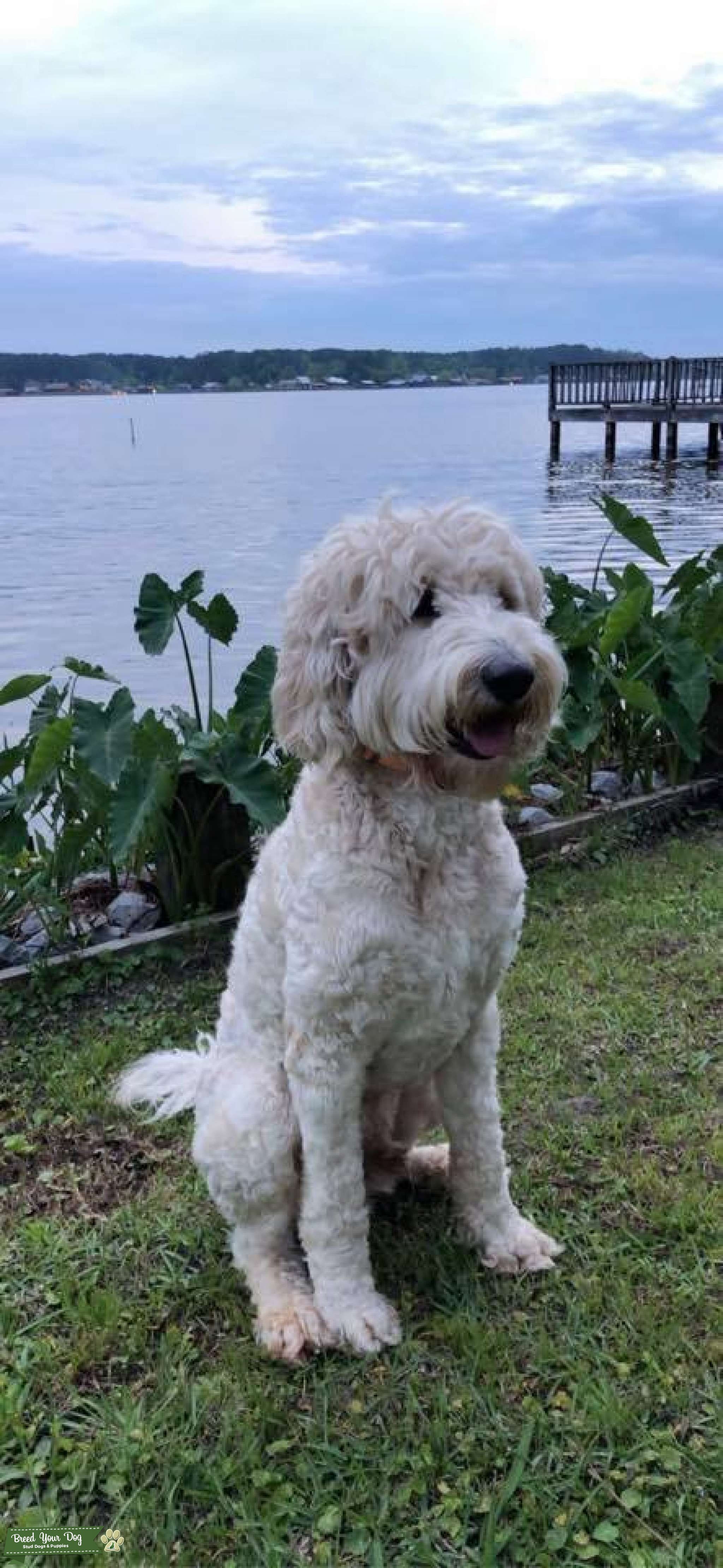 Stud Dog Stud Dog East Mississippi Breed Your Dog