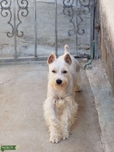 White mini schnauzer Listing Image
