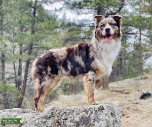 Full Bred Red Merle Australian Shepherd Stud Listing Image
