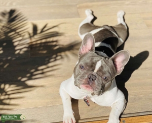 Blue Pied French Bulldog Stud Listing Image