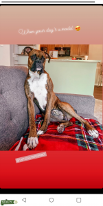 Brindle Boxer Pure Bred CKC Listing Image