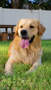 Handsome, Large, and Goofy Golden Retriever Listing Image