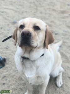 Yellow English Labrador Listing Image