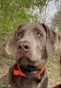 Silver Labrador Retriever Listing Image