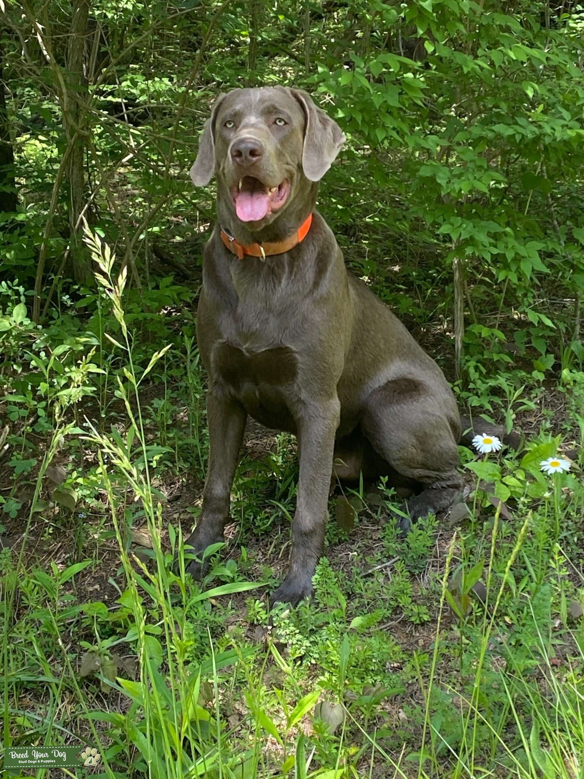 Silver Labrador Retriever Stud Dog Kentucky Breed Your Dog