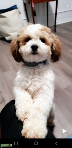 Stud Dog Listing Image