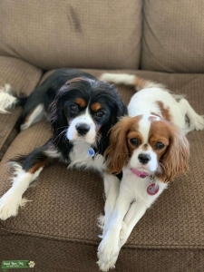 Cavalier Stud Dog Listing Image